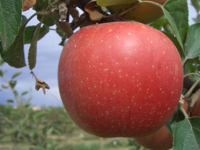 Melo - Braeburn
